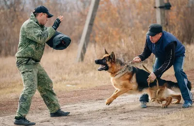 Собаки на фоне тренировочных полигонов: фотографии в хорошем качестве