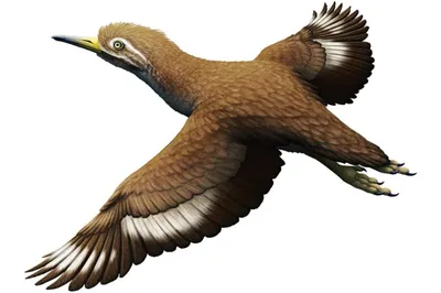 Древние египтяне нарисовали таких реалистичных птиц, что учёные смогли  определить их виды