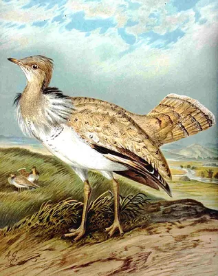 Крупная степная птица с длинной шеей - 70 фото