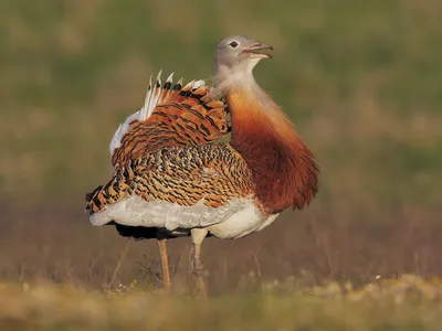 Дрофа (Животный мир Восточно- Казахстанской Области) · iNaturalist