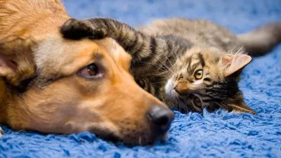 Дружба кошек и собак на фотографиях: выберите размер