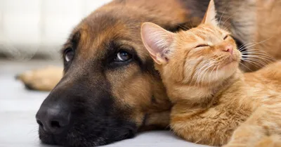 Фото дружбы кошек и собак: бесплатно и легко