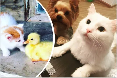 Фото собак и кошек: лучшие моменты дружбы
