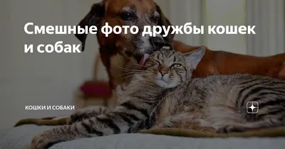 Дружба кошек и собак на фото: выберите подходящий размер изображения
