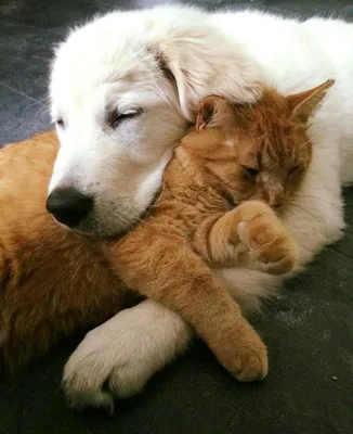 Фото дружбы кошек и собак: загрузить бесплатно
