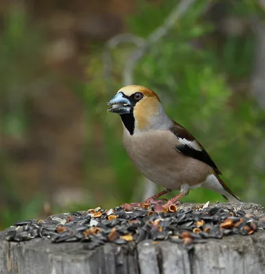 Дубонос. Птица-невидимка | Nature birds, Beautiful birds, Wild birds