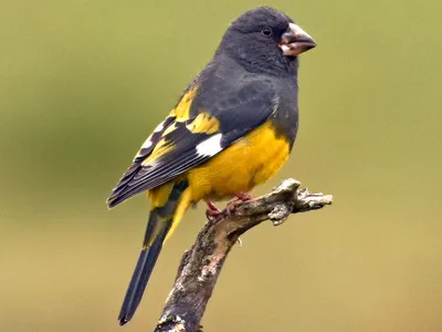 Обыкн.дубонос(лат. Coccothraustes coccothraustes)—вид птиц из  сем.вьюрковых.Длина до 18см),очень массивный голубовато-серый(зимо… |  Hawfinch, Bird breeds, Pet birds