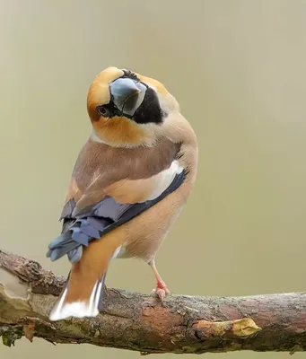 Арчевый горный дубонос - eBird