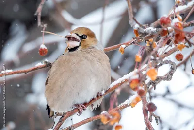 Птицы НСО | Дубонос – Coccothraustes coccothraustes