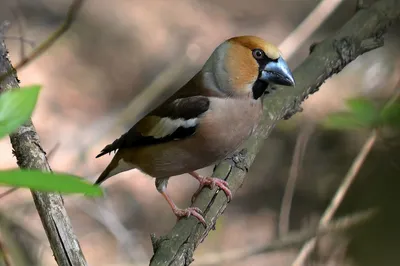 Дубонос (Coccothraustes): виды, самец и самка, фото, видео, голос