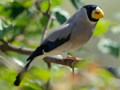 File:Coccothraustes coccothraustes (Обыкновенный дубонос).jpg - Wikimedia  Commons