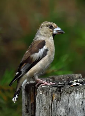 Обыкновенный дубонос - eBird