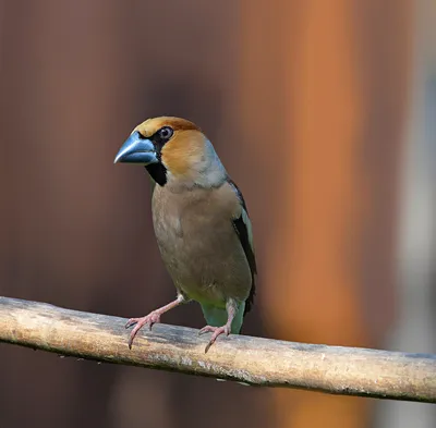 Дубонос (Coccothraustes coccothraustes). Птицы Дальнего Востока России.