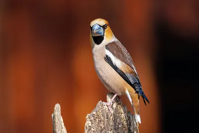 Дубонос (Coccothraustes coccothraustes). Птицы Сибири.