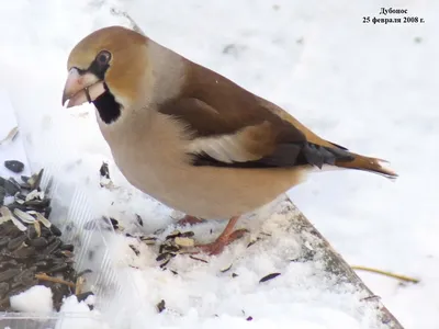 Дубонос (Coccothraustes coccothraustes). Птицы Европейской России.