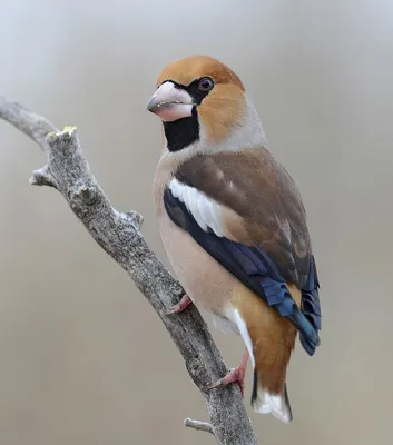 ДУБОНОС (Coccothraustes coccothraustes) величиной со скворца, но короче,  плотного телосложения, с большой головой. | Чучело, Птицы, Телосложение