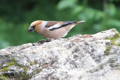 Дубонос (Coccothraustes coccothraustes). Птицы Сибири.