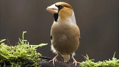 Дубонос (Coccothraustes coccothraustes) / Статьи / Птицы Европы