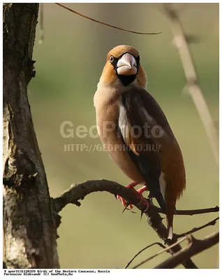 Фото Дубонос(Coccothraustes coccothraustes) - фотограф Иван Сильченко -  макро и крупный план - ФотоФорум.ру