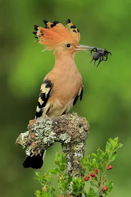 fun_pastime - Удод — небольшая, ярко окрашенная птица с... | Facebook