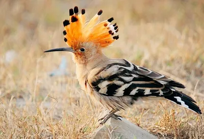 Птица с полосатым хвостом и хохолком - 62 фото