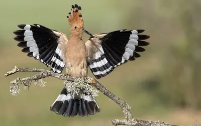 Удод\" - птица с длинным клювом и ярким оперением, обитающая в Африке и  Азии» — создано в Шедевруме