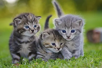Картинки котят милые - 65 фото