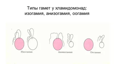 Волосатые женщины и прогрессивные мужчины: зачем нужны ДВА пола?  Биология(часть 1) | Пикабу