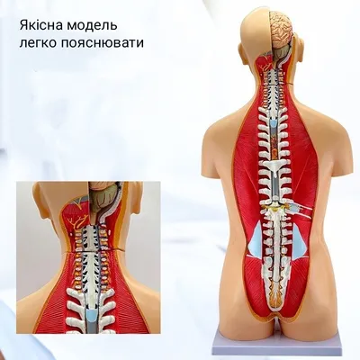 Модель торса человека 35 частей 85см (двуполый) (ID#1898547836), цена: 1000  ₴, купить на Prom.ua