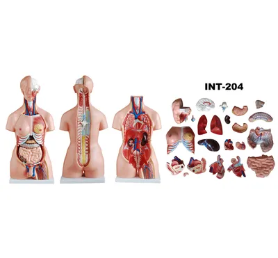 INT-204 Разборный двуполый торс - ХандиКрафт - купить интерактивные панели  в Бишкеке по лучшим ценам