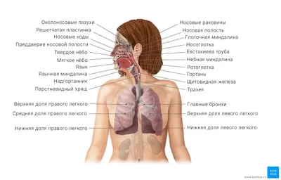 [62+] Дыхательная система человека фото фото