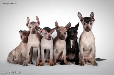 Красочные фотографии экзотических собак для любого размера