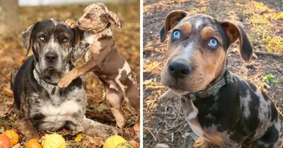 Фото экзотических собак в разных форматах и размерах: выбирайте по своему вкусу