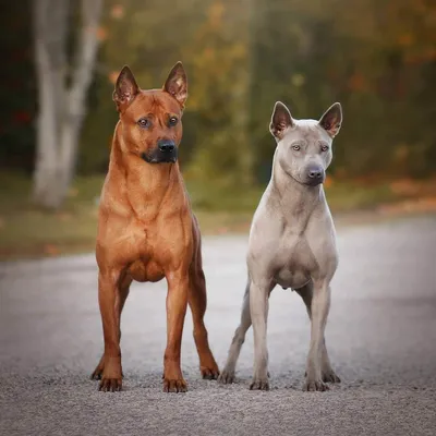 Экзотические собаки в фотогалерее: откройте мир редких пород