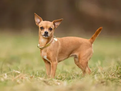 Наслаждайтесь картинками с бесплатной загрузкой фото элитных пород собак