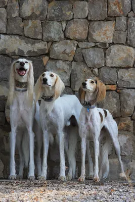 Фотографии Элитные породы собак в формате jpg: загрузка бесплатно