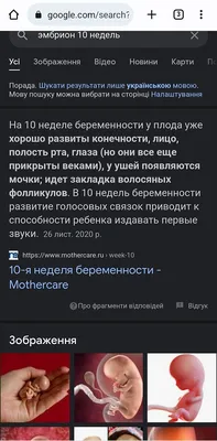 В Воронеже отговаривать женщин от абортов будут с помощью моделей  человеческих эмбрионов