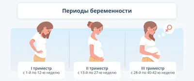 Беременность человека — Википедия