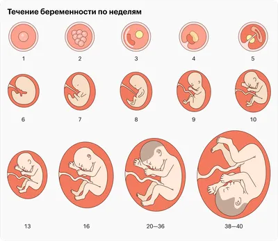 Развитие плода по неделям беременности: вес, рост, расположение, этапы