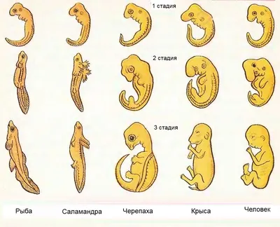 Зарождение плода человека. эмбрион. …» — создано в Шедевруме