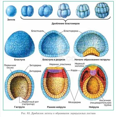 Эмбриональное развитие человека купить – цена от ElizLabs