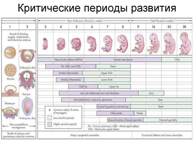 Барельефная модель «Эмбриональное развитие человека» - Оборудование для  образования