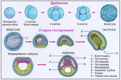 Как происходит зачатие