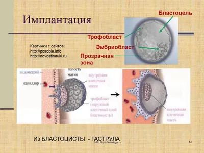 Файл 3D Эмбриональное развитие человека 📚・Модель 3D-принтера для  скачивания・Cults