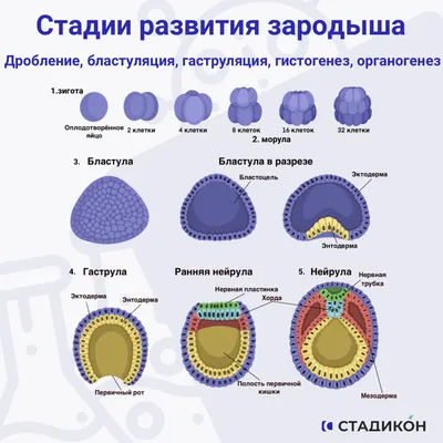 Внутриутробное развитие человека и критические периоды