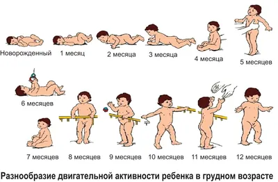 Медицинская эмбриология - лекция №1 (часть 2). Эмбриональное развитие  человека - YouTube