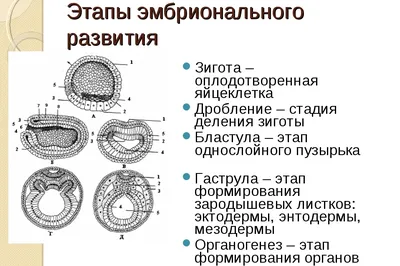 Развитие плода по неделям беременности: вес, рост, расположение, этапы