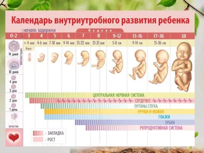 Таблица Этапы эмбрионального развития хрусталика человека