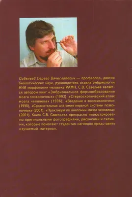 Эмбриональное Развитие Человека В Инфографике Человека — стоковая векторная  графика и другие изображения на тему Беременная - iStock