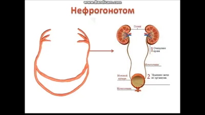 Развитие сердца